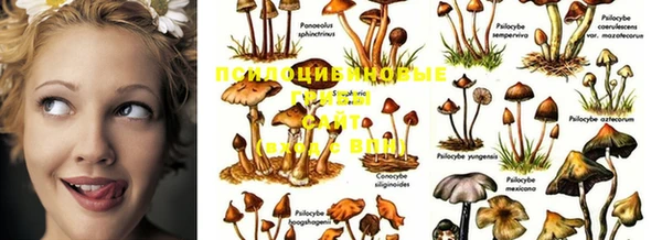 ПСИЛОЦИБИНОВЫЕ ГРИБЫ Мегион